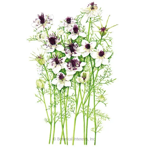 African Bride Love-In-A-Mist Seeds