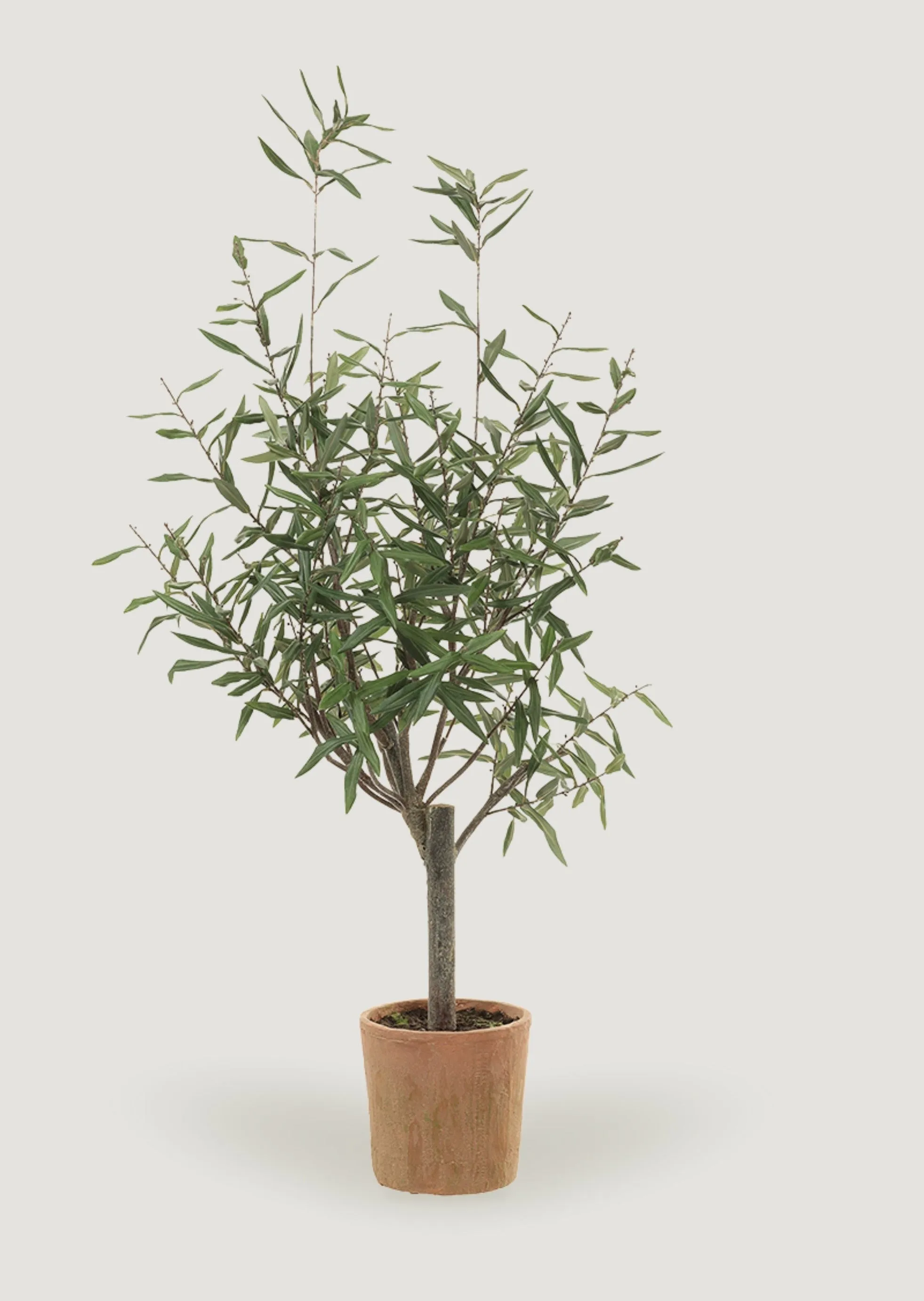 Faux Olive Tree Potted Plant in Clay Pot - 50"