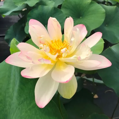 Perry's Super Star Lotus  <br>  Tall /  A real crowd pleaser!