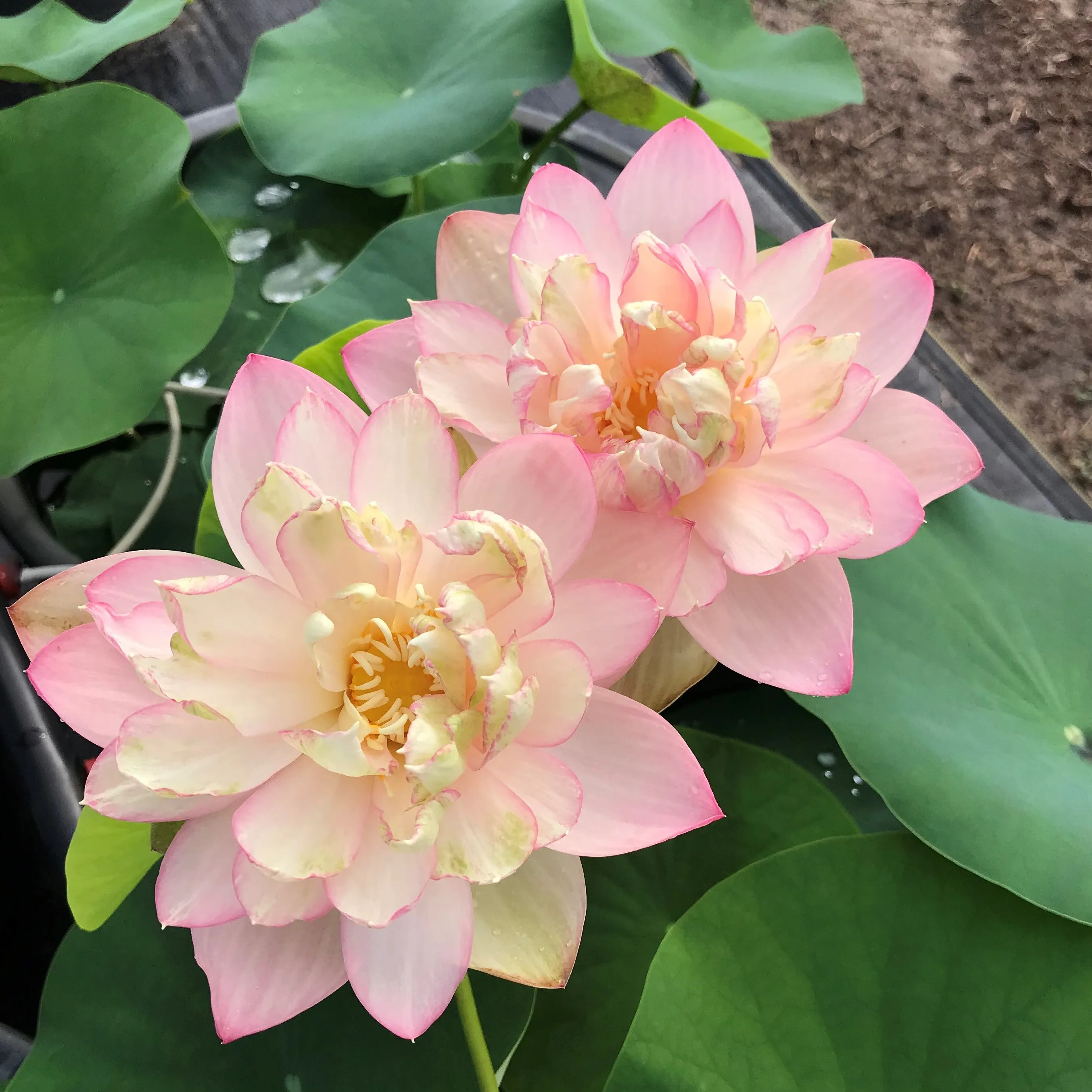 Perry's Super Star Lotus  <br>  Tall /  A real crowd pleaser!