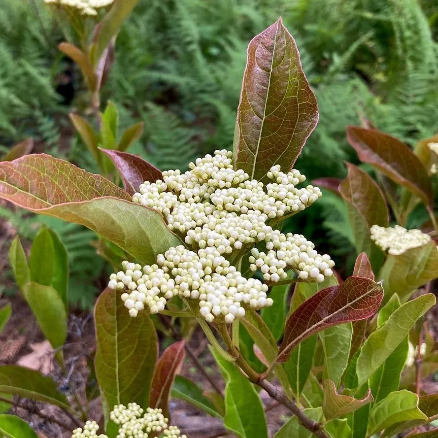 Smooth Witherod - Viburnum nudum 'Bulk' Brandywine™