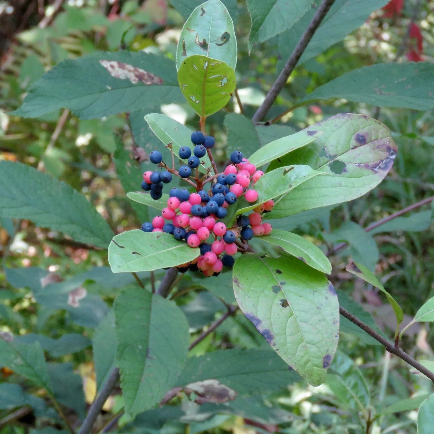 Smooth Witherod - Viburnum nudum 'Bulk' Brandywine™